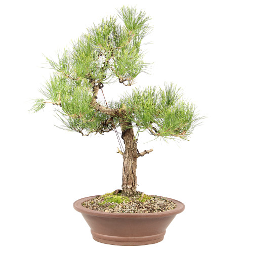 Japanese Black Pine - ST8225JBP-B