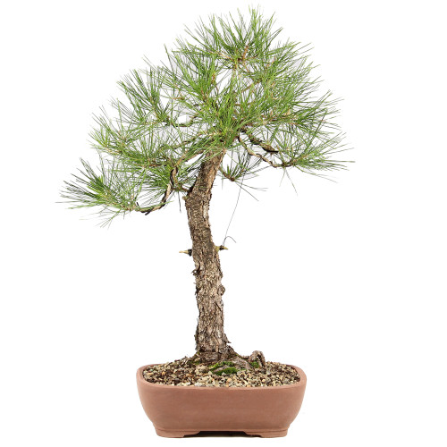 Japanese Black Pine - ST8225JBP-C