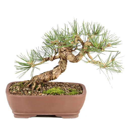 Japanese Black Pine - ST8225JBP-E