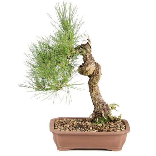Japanese Black Pine - ST8225JBP-F