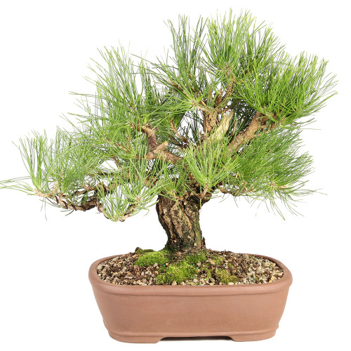 Japanese Black Pine - ST8325JBP-A