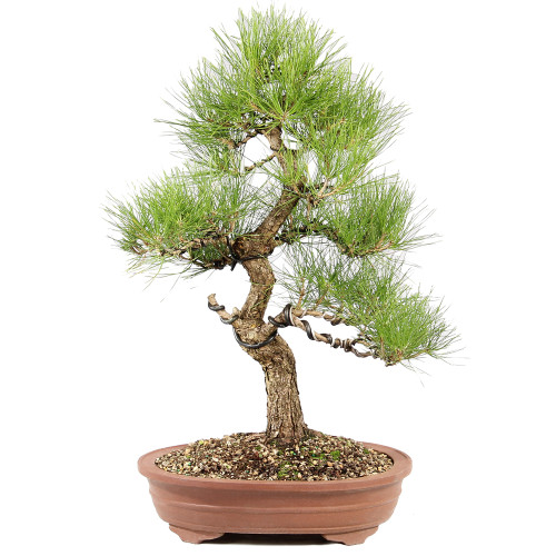 Japanese Black Pine - ST8325JBP-B