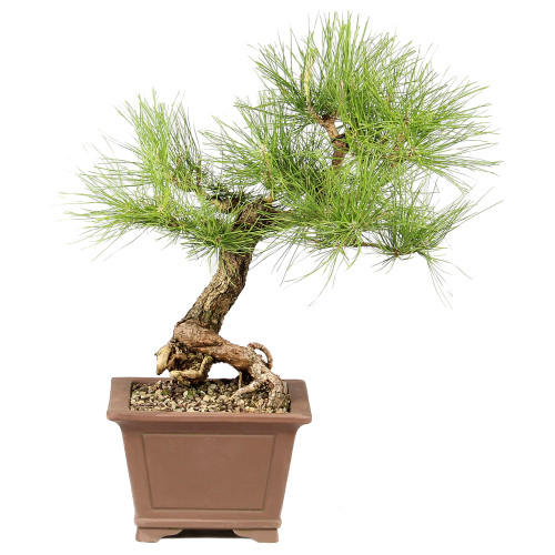 Japanese Black Pine - ST8325JBP-D