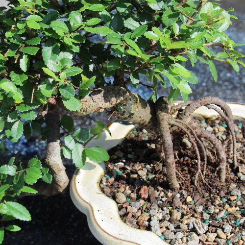 Chinese Elm Cascade style displying roots and foliage 