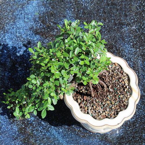 Chinese Elm in a cascade container displaying the top view of the tree 