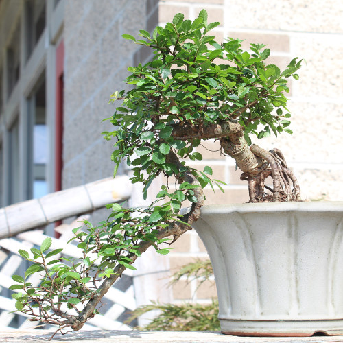 Chinese Elm cascade style outdoor tree 