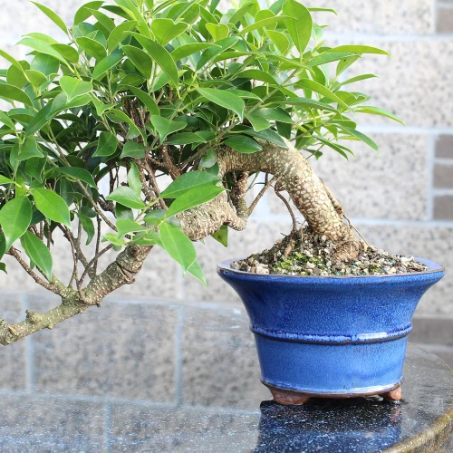 Golden Gate Ficus cascade style