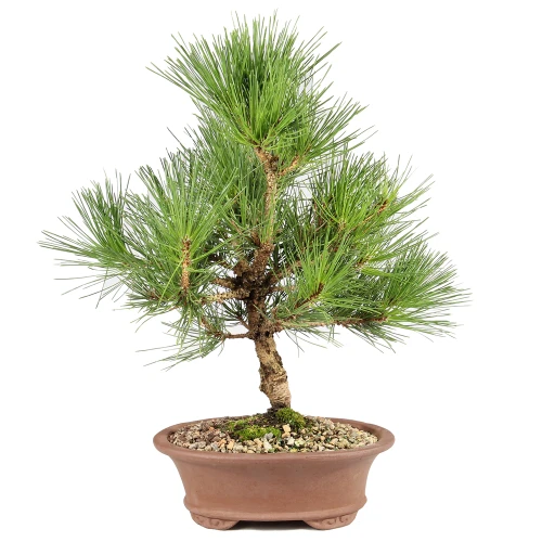 Large Japanese Black Pine in a ceramic container 