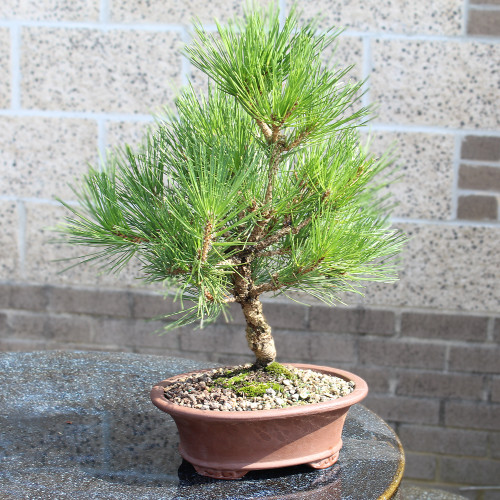 Japanese Black Pine - DT0825JBPN