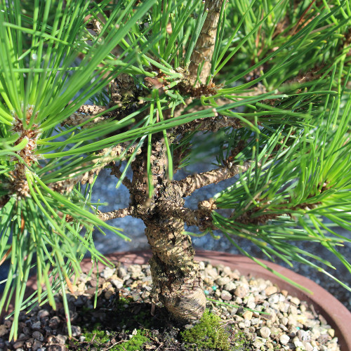 Large Japanese Black Pine foliage view 