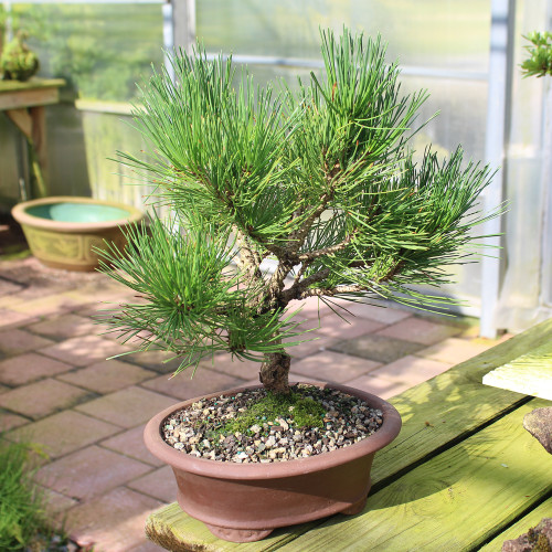 A small bonsai tree in a pot sits on a wooden table, showcasing its intricate branches and lush green leaves
