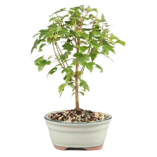 a small tree in a pot