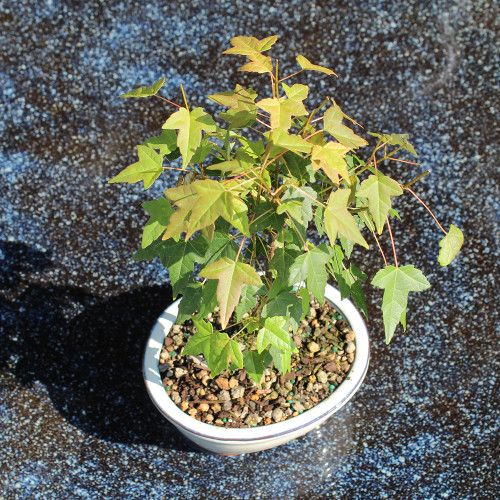 Trident Maple - DT0925TM