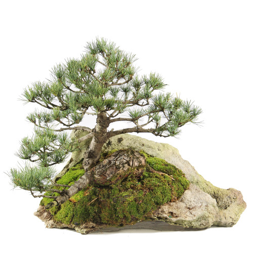 Japanese Five Needle Pine - ST0221FNPR