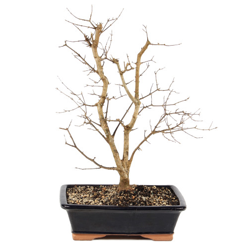 Trident Maple - ST0625TM-Q
