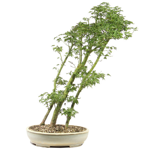 Japanese Maple - ST3625JMSG-A