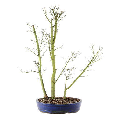 Japanese Maple - ST3625JMSG-B