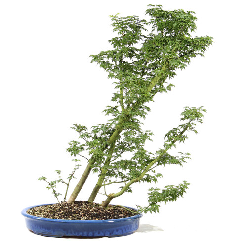 a plant in a pot