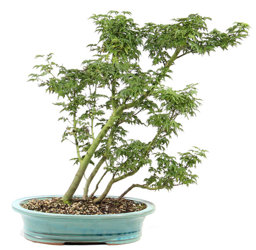 a small tree in a pot