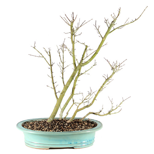 Japanese Maple - ST3625JMSG-E