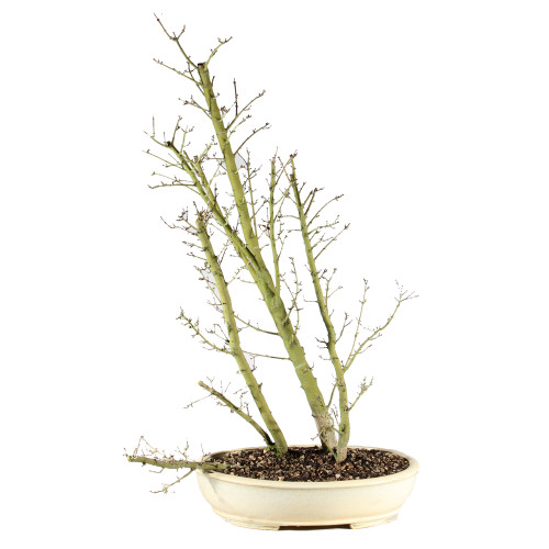 Japanese Maple - ST3625JMSG-F