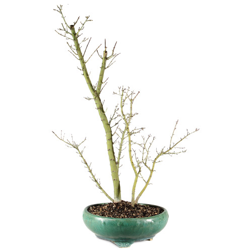 Japanese Maple - ST3625JMSG-I