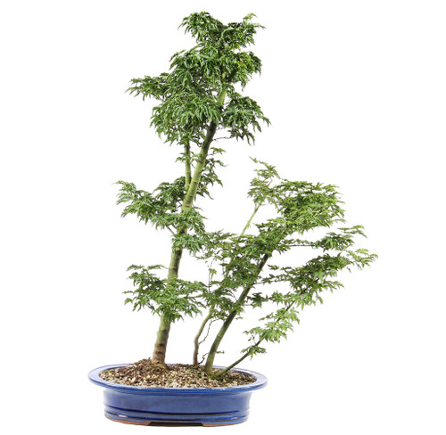 Japanese Maple - ST3625JMSG-J