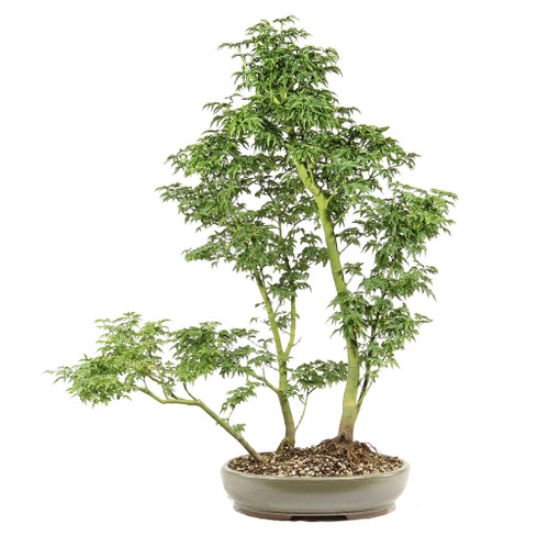 Japanese Maple - ST3625JMSG-K