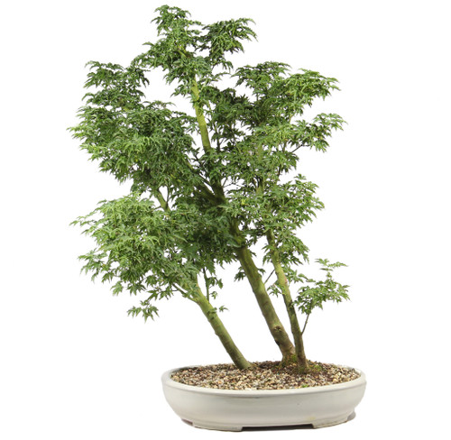 a small tree in a pot