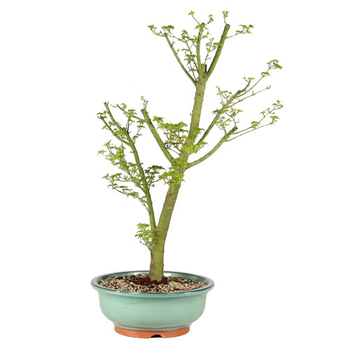 Japanese Maple - ST4925JMSG-A