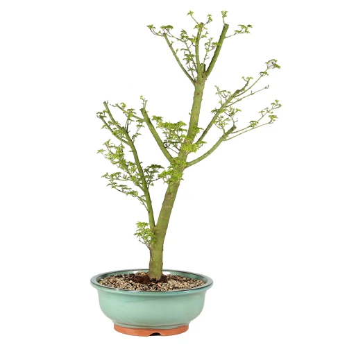 a small tree in a pot