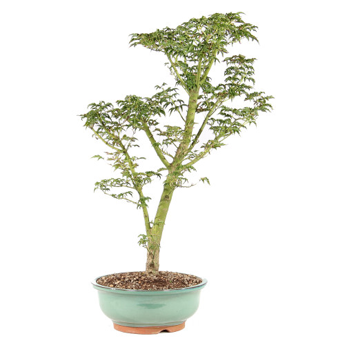Japanese Maple - ST4925JMSG-A