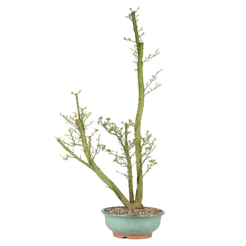 Japanese Maple - ST4925JMSG-B