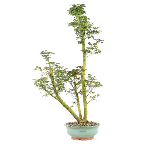 Japanese Maple - ST4925JMSG-B