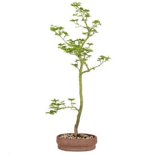 Japanese Maple - ST5125JMSG-A