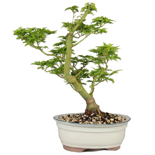 Japanese Maple - ST5125JMSG-C