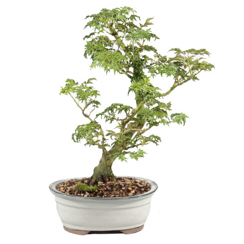 Japanese Maple - ST5125JMSG-C