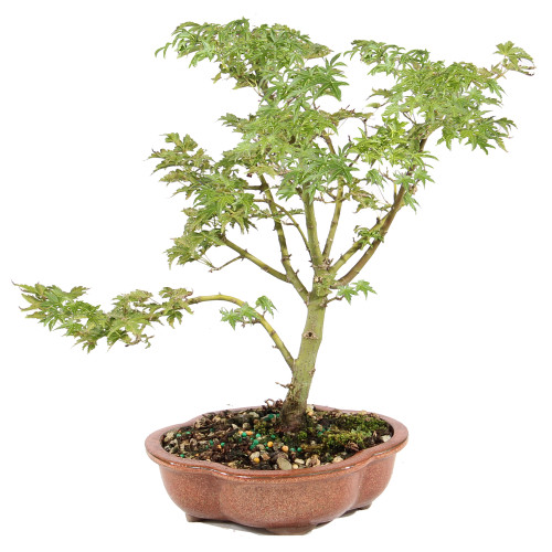 a small tree in a pot