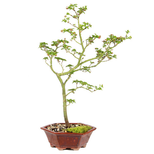 Japanese Maple - ST5125JMSG-E