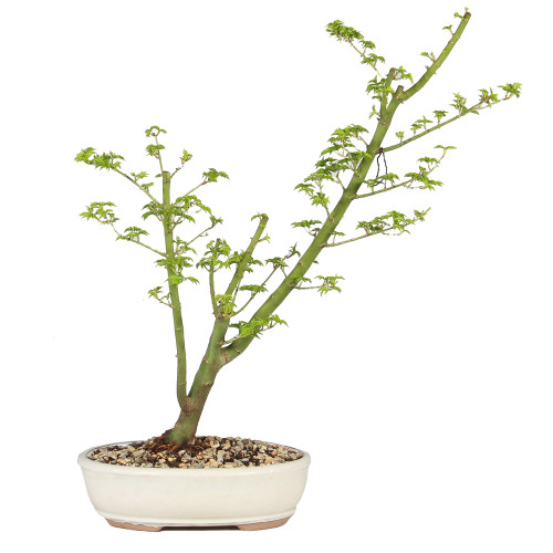 a plant in a pot