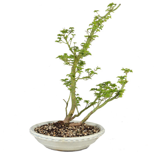 Japanese Maple - ST5225JMSG-A