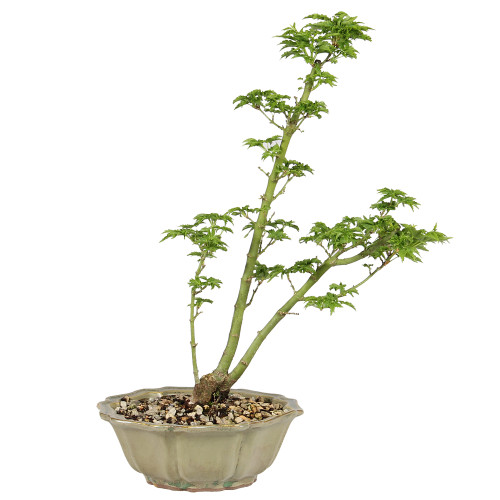 Japanese Maple - ST5225JMSG-B