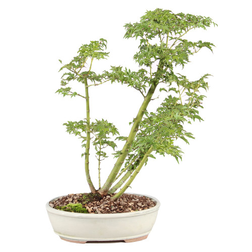Japanese Maple - ST5225JMSG-C