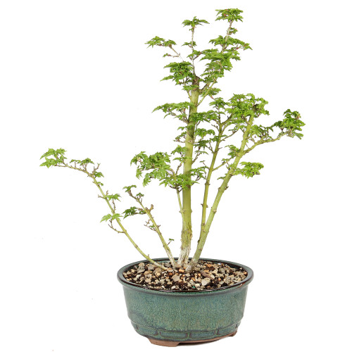 Japanese Maple - ST5225JMSG-E