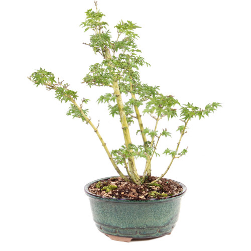 a plant in a pot