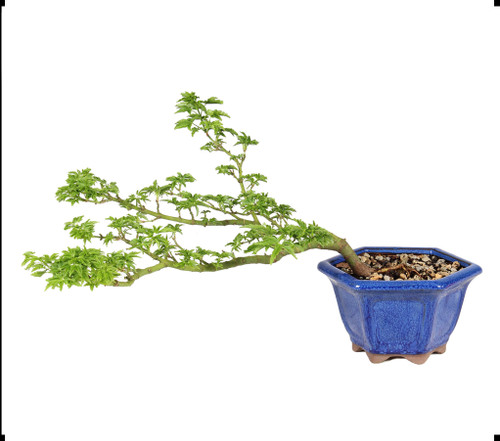 Japanese Maple - ST5225JMSG-G