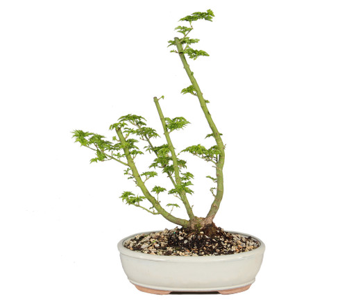 Japanese Maple - ST5225JMSG-H