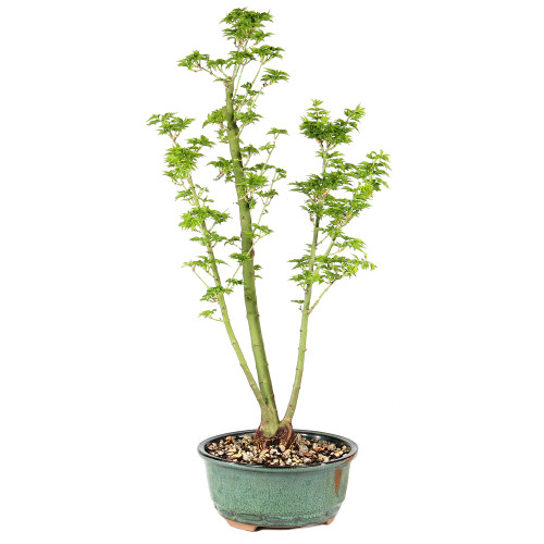 a green plant in a pot