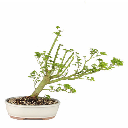 Japanese Maple - ST5225JMSG-N
