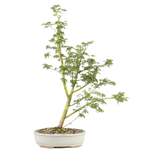 a small tree in a pot
